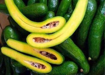 Có nhiều cách để làm quả bơ nhanh chín hơn