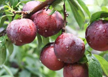 Trong quả mận có 15 loại vitamin và khoáng chất