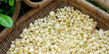 Củ nén được sử dụng rất phổ biến tại khu vực miền Trung 