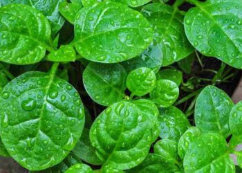 Rau mồng tơi giúp giảm lượng mỡ trong cơ thể