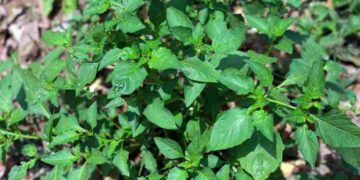 Dược liệu quý trong đông y