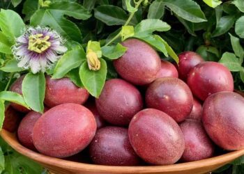 Các loại chanh dây Việt Nam