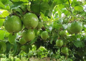 Kỹ thuật trồng chanh dây