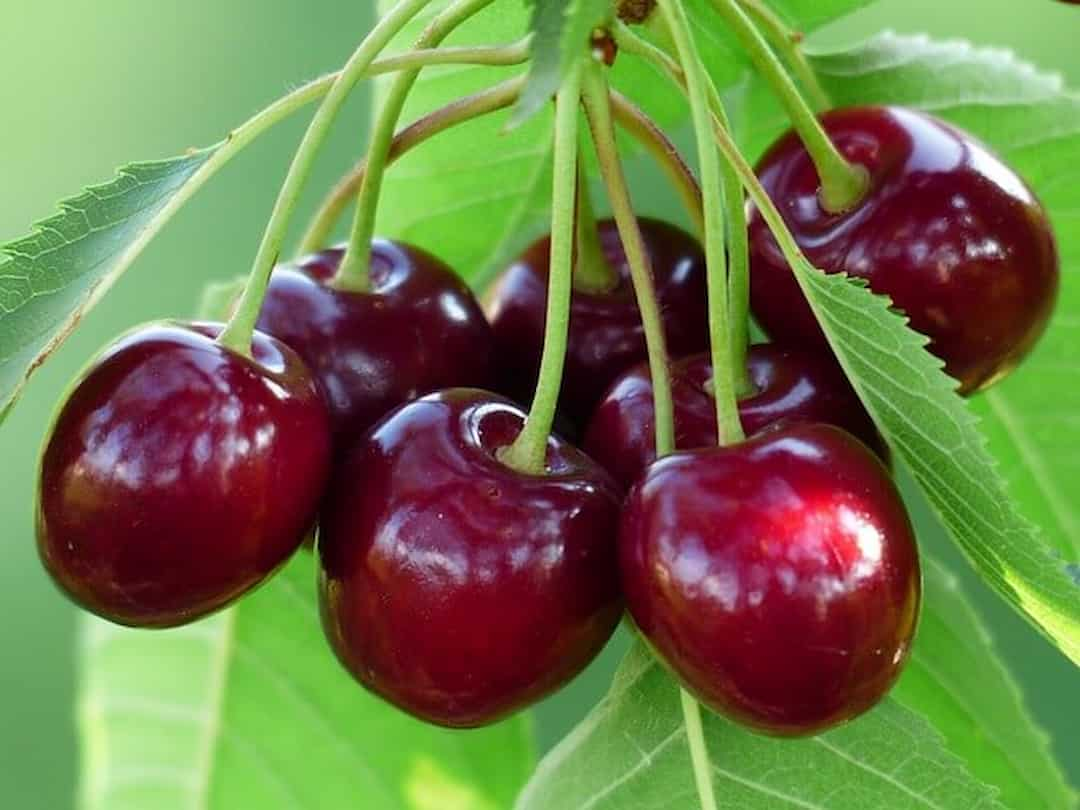 Quả cherry Úc có màu hơi đỏ tím, sáng bóng, to đều, thịt giòn