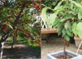 Mẹo trồng cây cherry tại nhà