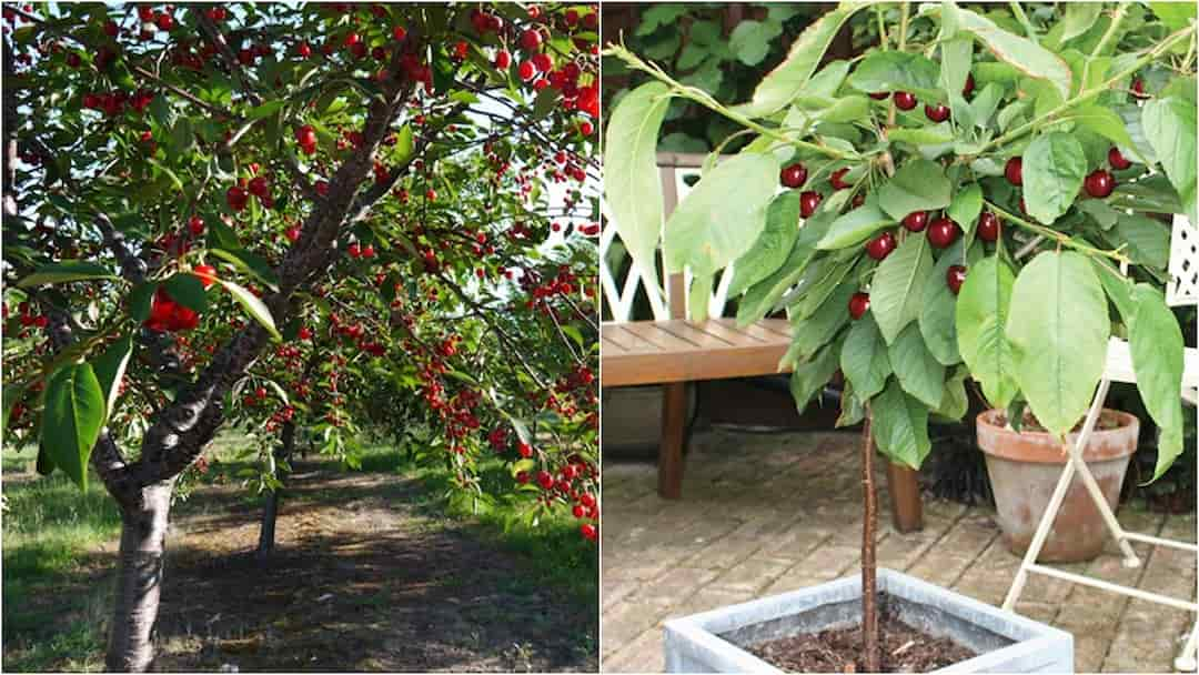 Mẹo trồng cây cherry tại nhà