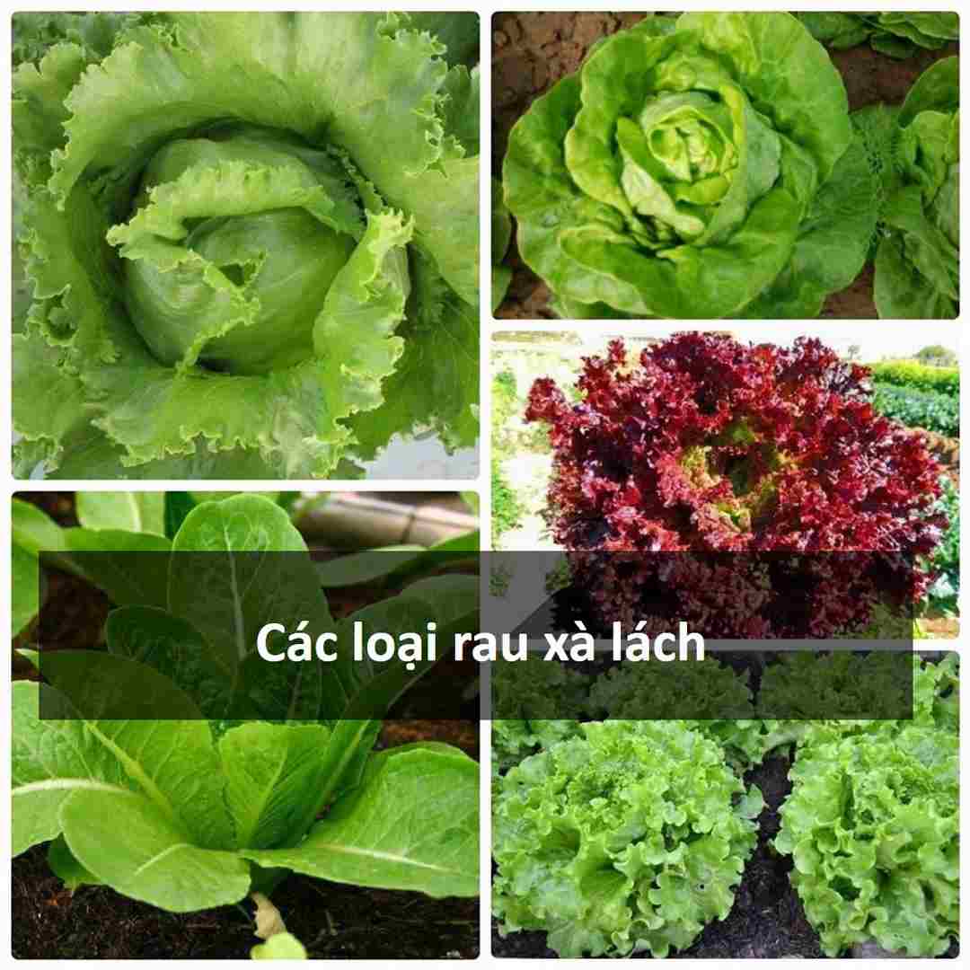 Các loại rau xà lách phổ biến nhất 