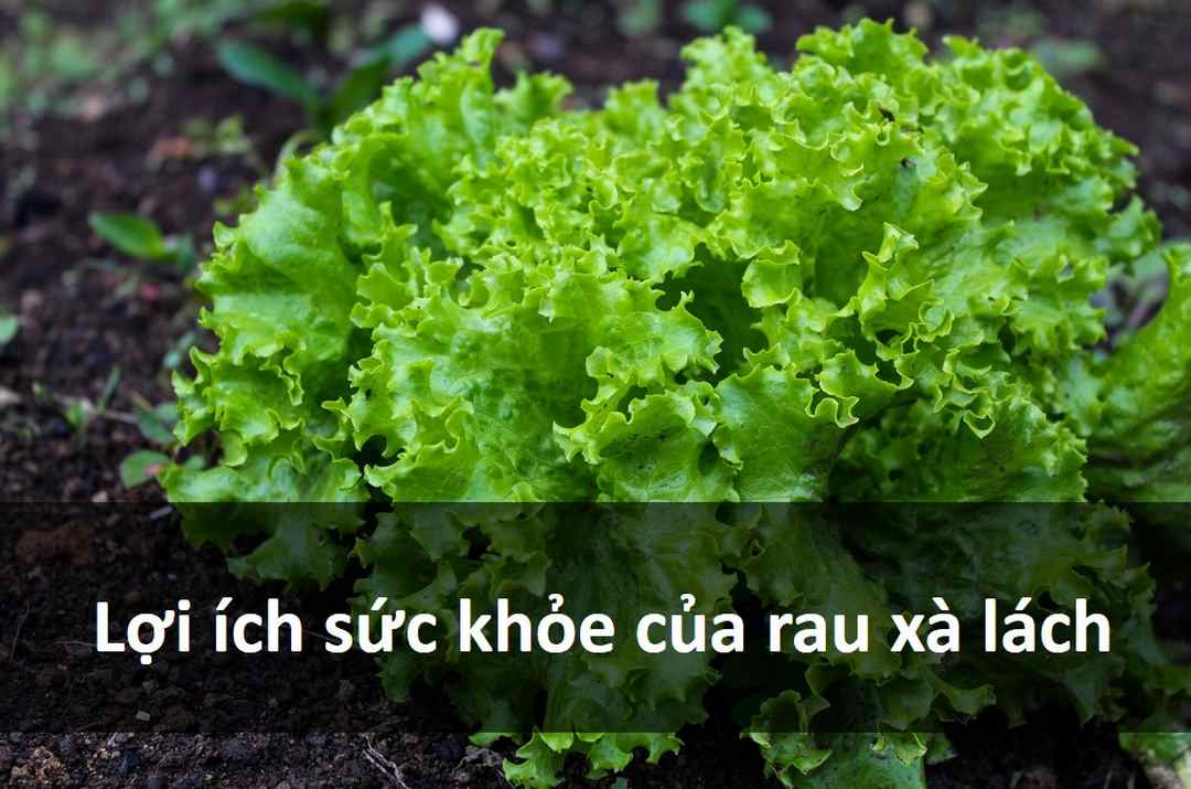 Lợi ích sức khỏe của rau xà lách: giúp bạn giảm cân hiệu quả.