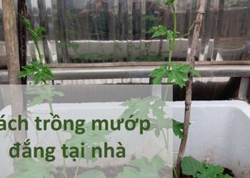 Hướng dẫn cách trồng mướp đắng hiệu quả