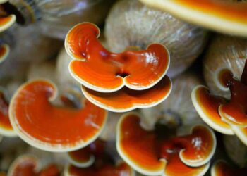 Nấm sẽ giúp bạn phục hồi sức khỏe, tăng cường sức đề kháng