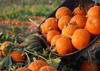 Có 3 giống bí đỏ phổ biến trên thị trường hiện nay