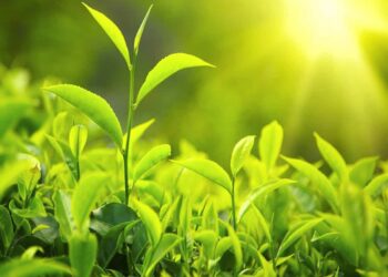 Trà xanh mang lại nhiều hữu ích nếu bạn biết cách sử dụng