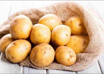 Cây khoai tây mọc trên khắp châu Mỹ