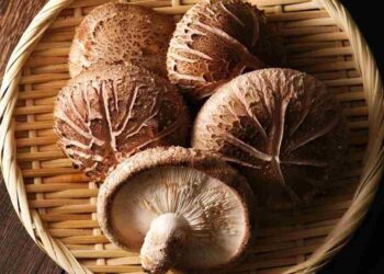 Hiện nay nấm hương là loại nấm đang được sử dụng nhiều