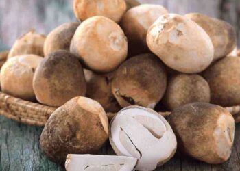 Nấm rơm không quá khó để phân biệt trong môi trường tự nhiên