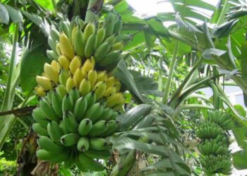 Chuối là một cây thân thảo có kích thước rất đặc biệt