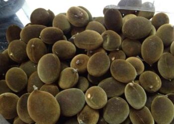 Quả xay là loại quả tự nhiên trên rừng quý hiếm