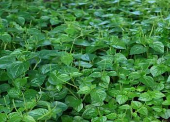 Rau càng cua thường phát triển tự nhiên ở những vùng đất ẩm thấp