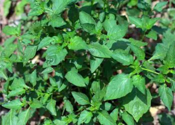 Dược liệu quý trong đông y