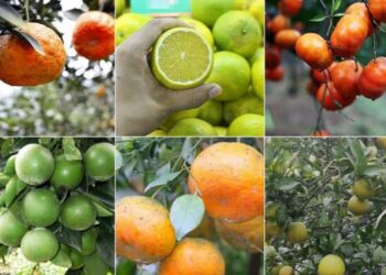 các loại cam nổi tiếng Việt Nam