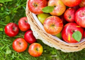 Các loại táo nhập khẩu ngon