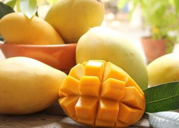 Xoài Hòa Lộc thuộc các loại xoài nổi tiếng