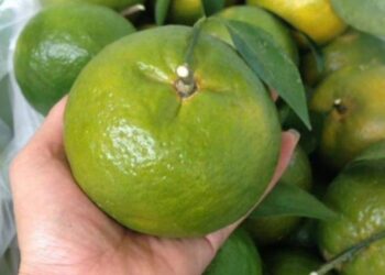Cách chọn cam ngon mọng nước