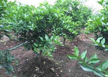 Vườn cam xanh tốt