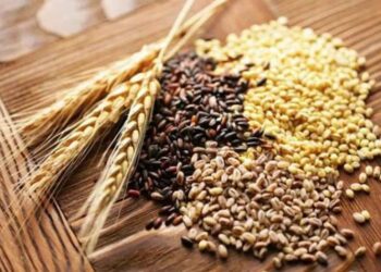 Lúa mạch có tốt không? 7+ lợi của lúa mạch với sức khỏe