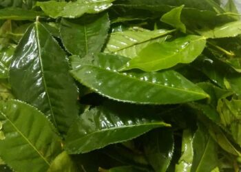 Lá trà xanh tươi