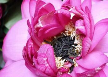 Cách ướp trà xanh hoa sen