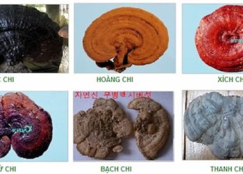Nấm linh chi có mấy loại