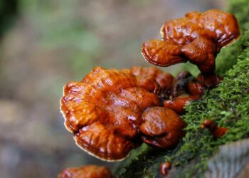 Nấm linh chi mọc ở đâu