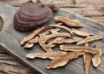 Tác hại của nấm linh chi