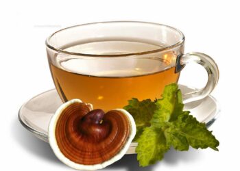 Uống nấm linh chi nhiều có tốt không