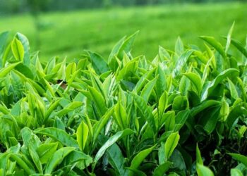 Viêm da dị ứng tắm lá gì