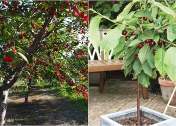Mẹo trồng cây cherry tại nhà