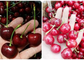 nguồn gốc trái chery