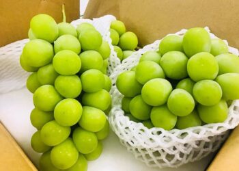 các loại nho không hạt