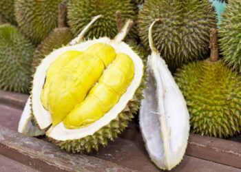 Các loại sầu riêng ngon nhất thế giới, được yêu thích tại Việt Nam