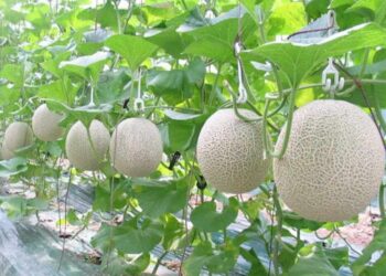 Cách trồng Dưa lưới tại nhà bằng thùng xốp, chậu hoặc bao tải