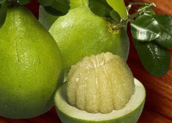 Bưởi Năm Roi - Bưởi ngon nhất Việt Nam