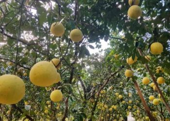 Top 8 Cách chọn bưởi ngon ngọt, mọng nước chính xác nhất