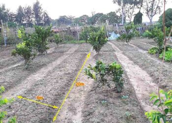 Cách trồng bưởi đúng kỹ thuật quả nhiều, chất lượng tốt