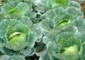 Kỹ thuật trồng bắp cải xanh tươi tốt mà nhanh thu hoạch