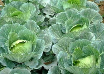 Kỹ thuật trồng bắp cải xanh tươi tốt mà nhanh thu hoạch