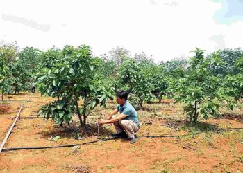 Cách chọn địa điểm phù hợp để trồng bơ 034