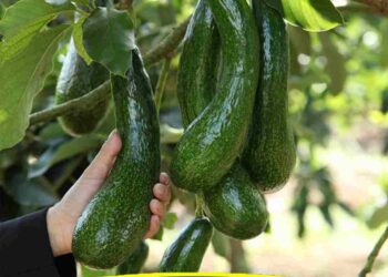 Đặc điểm Giống Bơ 034