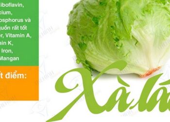 Giá trị Dinh Dưỡng của Rau Xà Lách