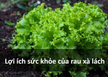 Lợi ích sức khỏe của rau xà lách: giúp bạn giảm cân hiệu quả.